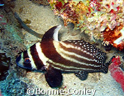 Spotted drum seen in St. Maarten.  Photo taken August 200... by Bonnie Conley 